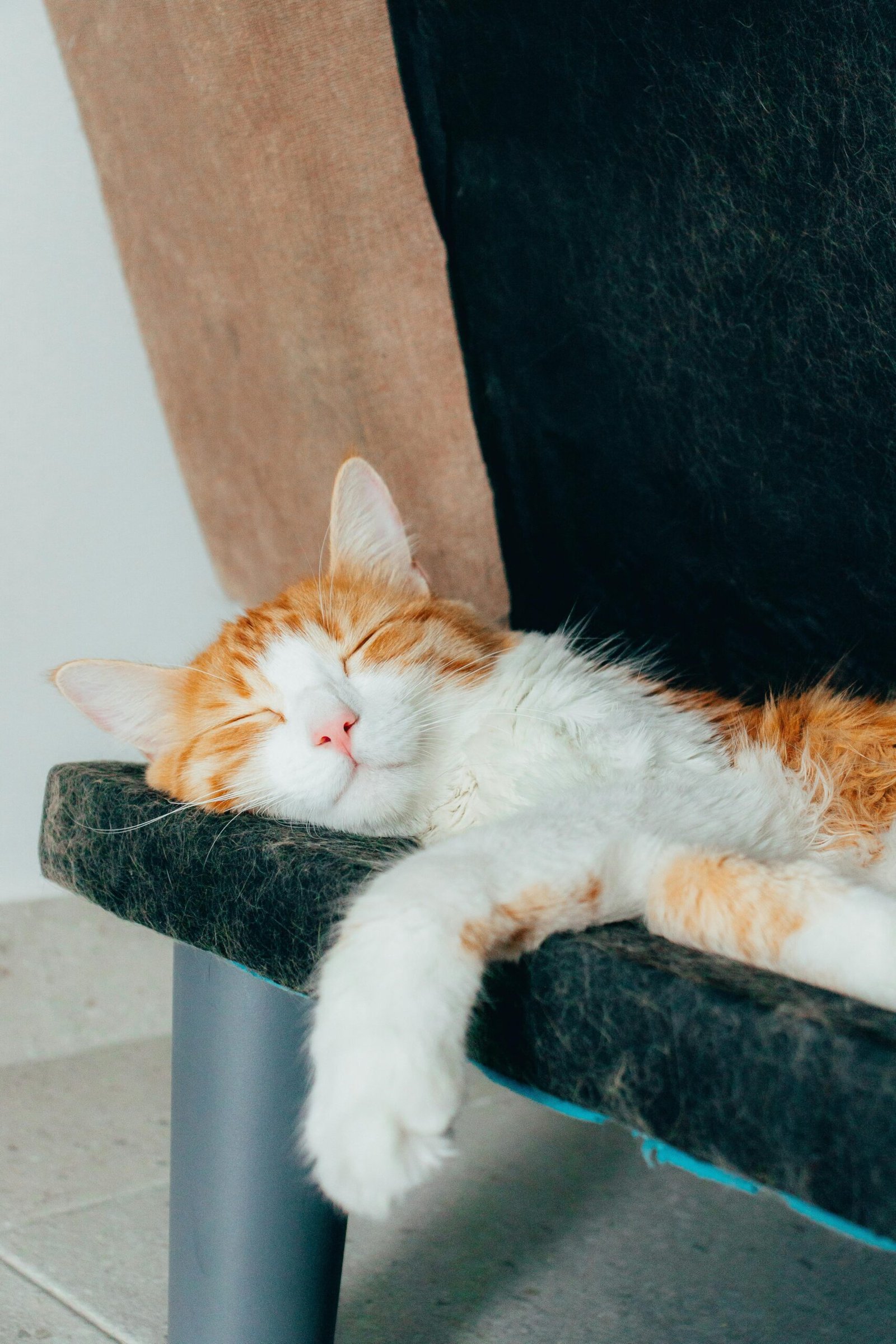 Cute orange and white cat sleeping comfortably on a pet bed indoors, showcasing relaxation and comfort.