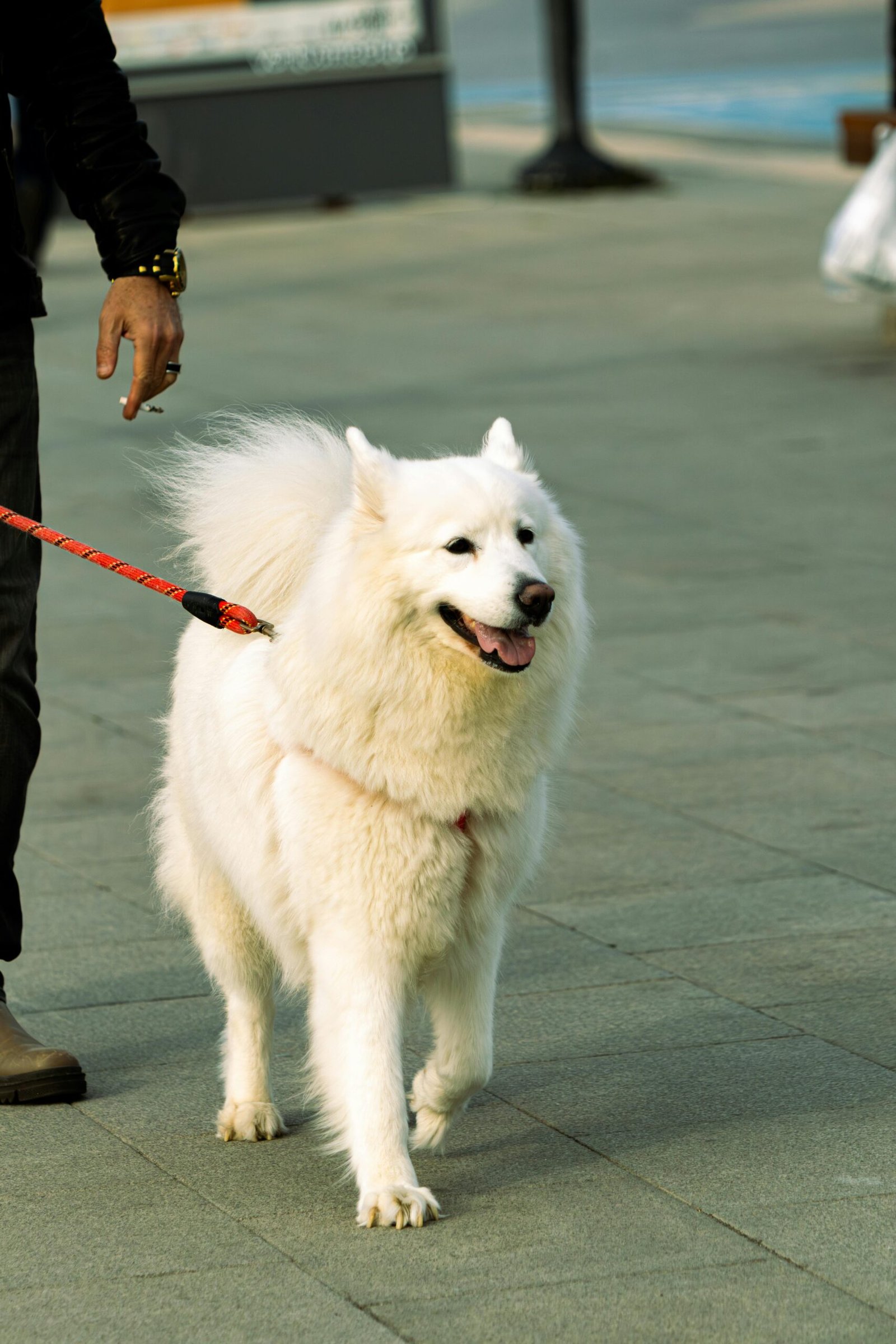 Fluffy Samoyed dog walking on sidewalk with owner in urban setting.