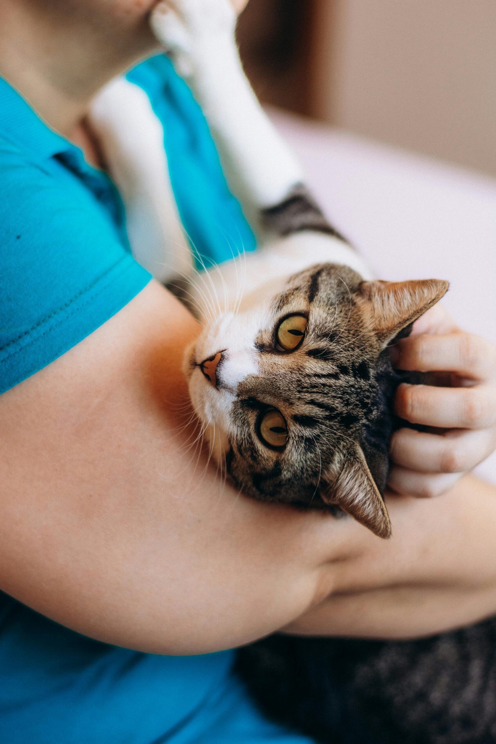 Close-up of a person cuddling a cute tabby cat, creating a warm and comforting scene.