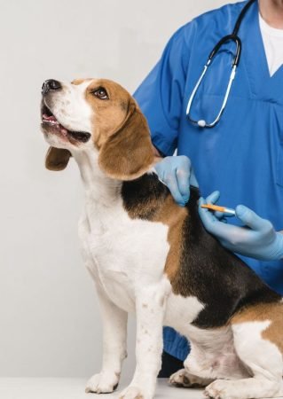 586 LA IMPORTANCIA DE VACUNAR A UN PERRO kitty