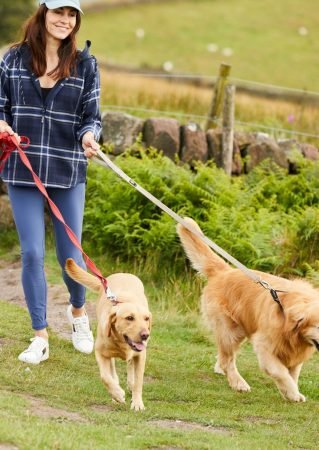 Summer Dog Walking Guide